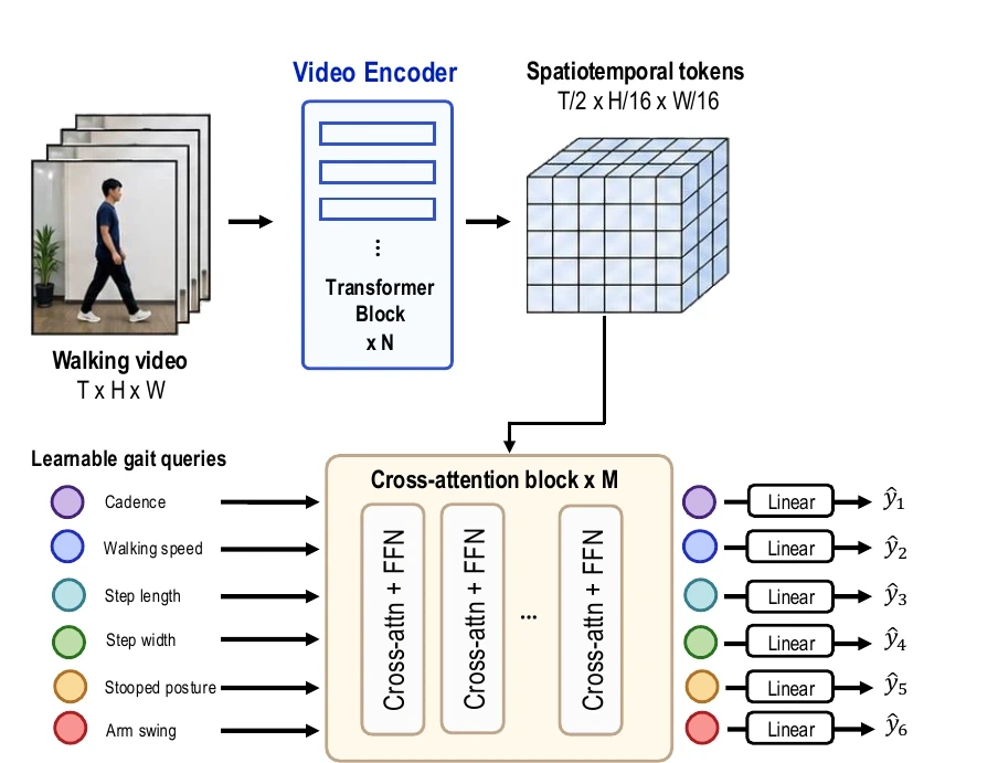 GaitXFormer architecture with a video encoder, spatiotemporal tokens, and six learnable gait queries